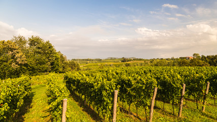 Naklejka premium grapevine field in the italian countryside
