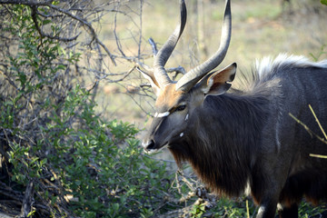 Naklejka na ściany i meble Kudu, Kruger National Park, South Africa