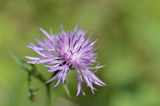 fiore di soffione
