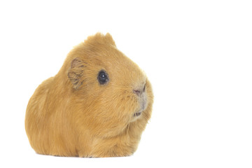 Fototapeta premium Golden guinea pig on a white background