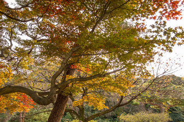 Autumn leaves in the park.