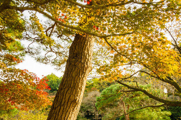 Naklejka premium Autumn leaves in the park.