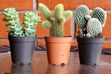 Three Species of Cactus Plants in Small Pots Used as Decoration