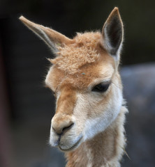 Cute head of a vicuna, Lama vicugna, latinos hoofed animal with the finest wool. Woolly pet in hay with human like face, giving the famous South-American wool.