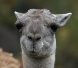 Fototapeta premium Funny face of a lama, South American animal, relative of the camels. Lama glama, latinos hoofed baggage animal with very expressive human like face.