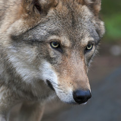Naklejka na ściany i meble Attention in the eyes of a young, two year old, european wolf female. Face portrait of a forest dangerous beast, Canis lupus lupus, on blur background. Beauty of the wildlife.