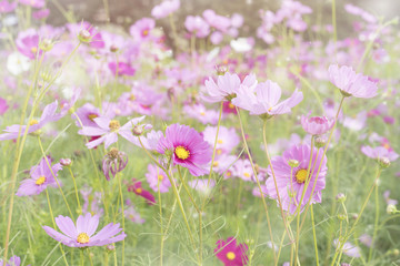 Nature background with little colorful flowers and sun beams