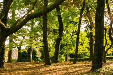 Autumn leaves in the park.