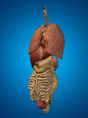 3D human or man internal or thorax organs for anatomy or health