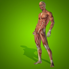 Conceptual 3D human man health anatomy