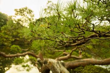 Japanese garden and leaf of pine.