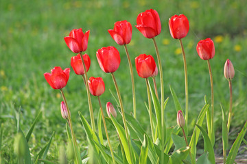 Fototapeta na wymiar Red tulips in the garden