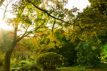 Obraz premium Autumn leaves in the park. 