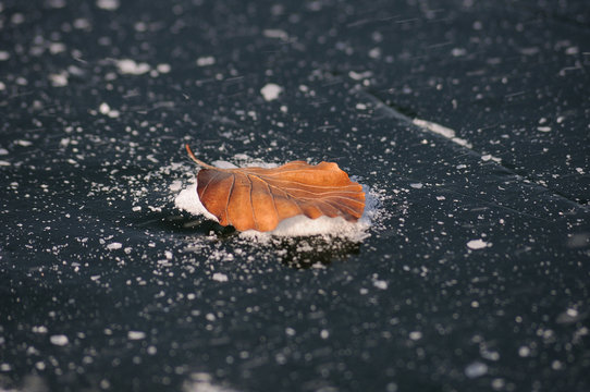 Eisblatt