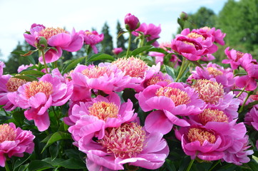 Beautiful pink peony flower 