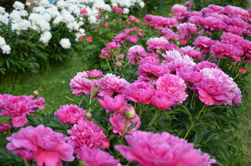 Many big peony flowers 