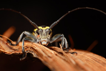 Longhorn Beetle. Selective Focus on eyes. Shallow DOF.