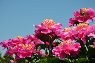 Blooming pink peony flowers in thee sky 