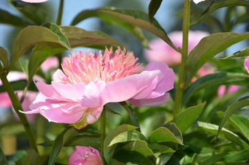 Blooming delicate peony flower