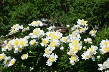 Blooming white peony flowers 