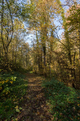 Fototapeta na wymiar Chemin en forêt en automne