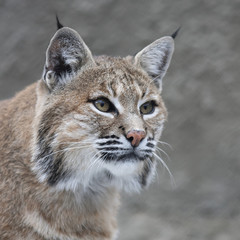 Stare of a red bobcat female, very beautiful beast of the North American forests. The head of the dangerous predator. Cute and cuddly animal of the wildlife.