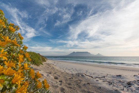 Tafelberg mit Strandblumen vom Tableview gesehen