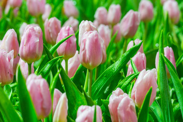 Tulips flower in the garden