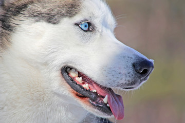 Siberian Husky with blue eyes portret