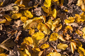 Parterre de feuilles mortes en automne