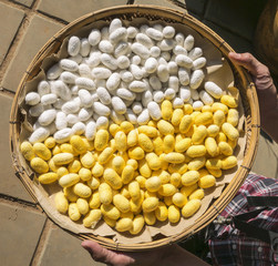 Silkworm cocoon 6