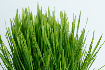 Fresh Green Grass with Drops