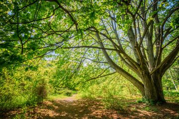 Fototapeta na wymiar Summer Forest Woods, Lane, Path, Pathway. Nature Wood Sunlight