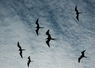 Magnificent frigate birds silhouetted in flight