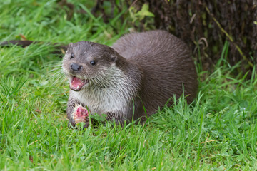 Otter eating