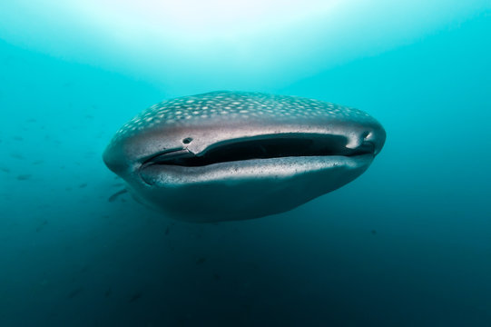 A Whale Shark approaches in the Galapagos