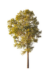 Fototapeta premium tropical tree