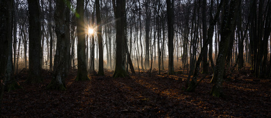 Obraz premium Coniferous forest