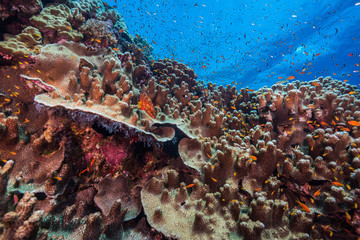 Encrusting coral reef in Red Sea