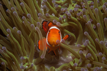 Nemo waves at the camera