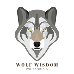Obraz premium Cute grey wolf