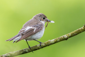 Close up of a perching female pied flycatcher with a stonefly in © bearacreative