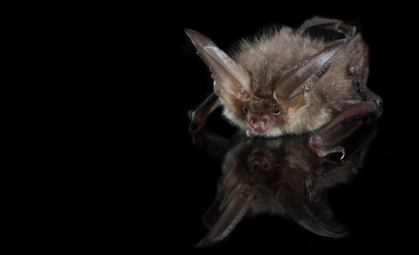 Brown long-eared bat on a black background