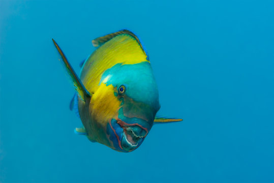 Bullethead parrotfish apparently smiling at the camera