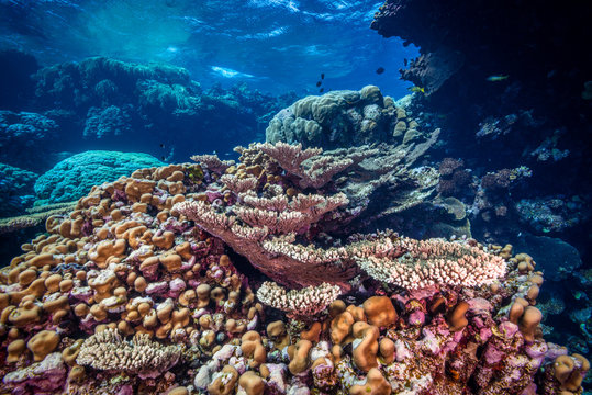 Fototapeta Coral reef scene in the Fury Shoals