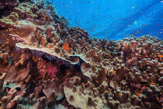 Fototapeta Zaskorupiająca się rafa koralowa w Morzu Czerwonym