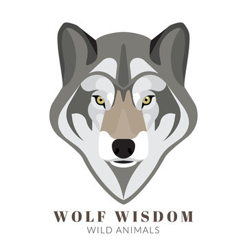Cute grey wolf
