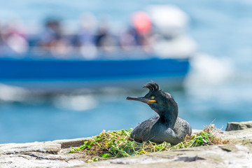 Nesting shag