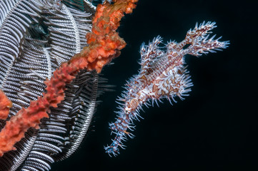 Ornate Ghost pipefishes next to a featherstar which they use for