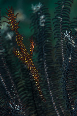 Ornate ghost pipefish hovering in the branches of a featherstar